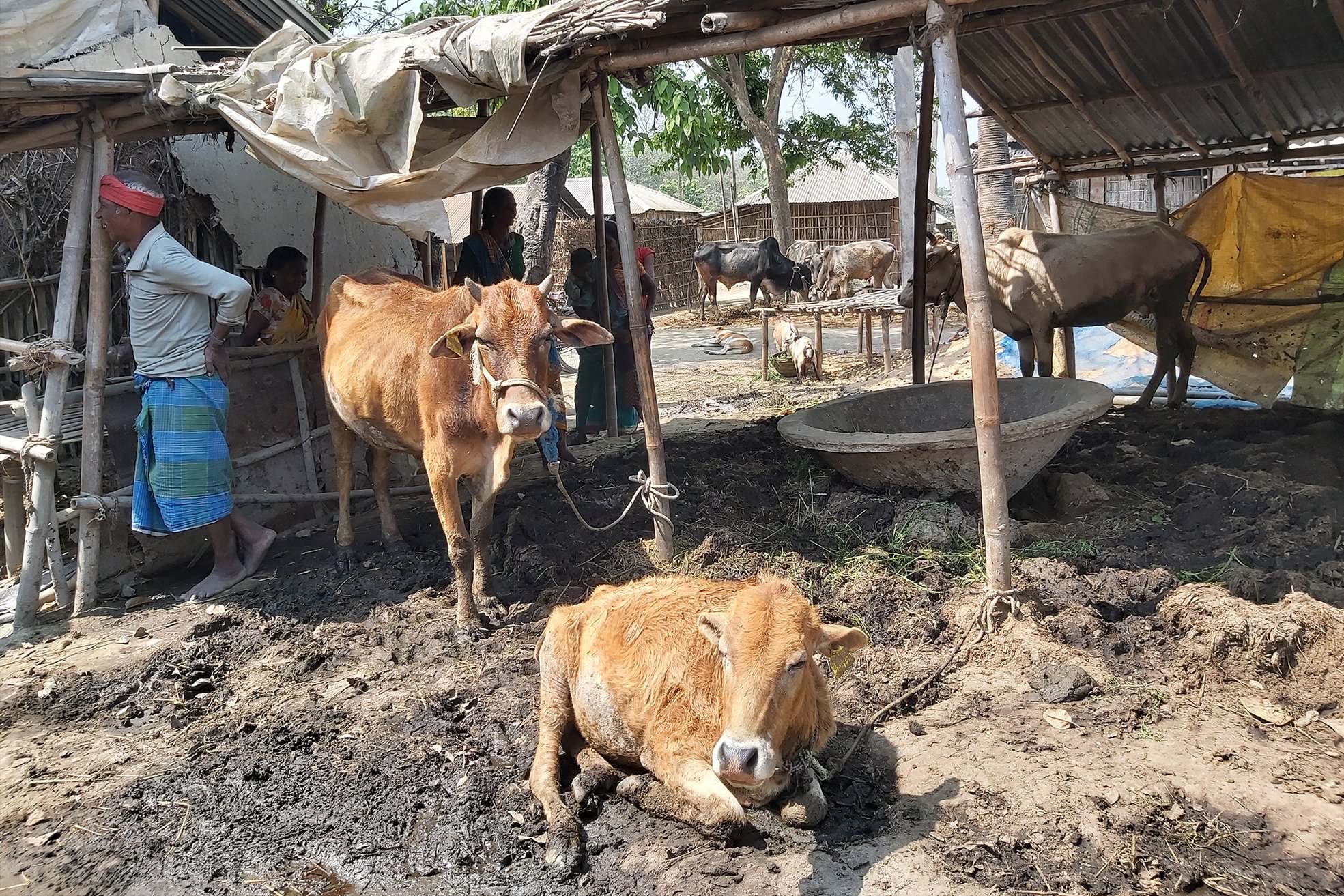 Environment that favours the breeding of kala-azar vectors.