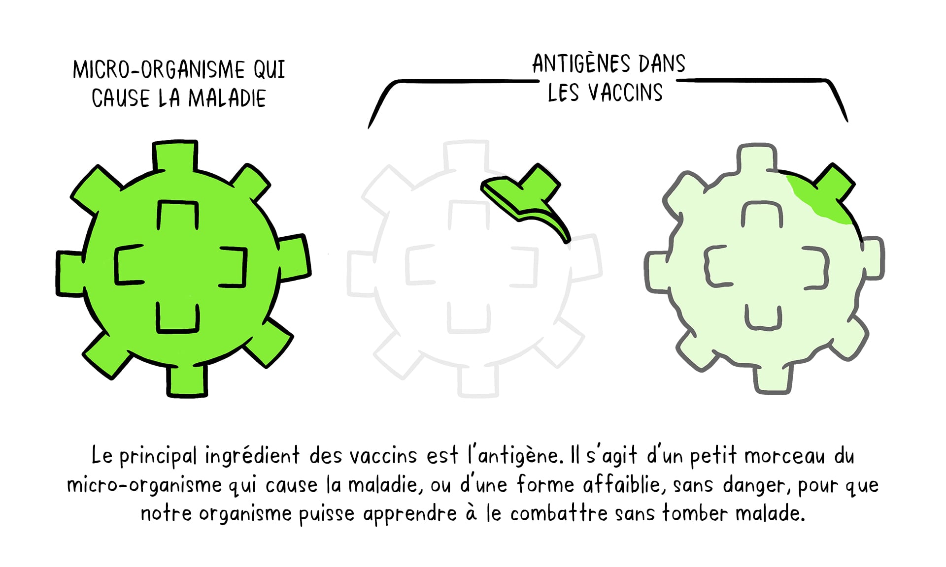 Illustration sur l'antigène qui entre dans la composition d'un vaccin