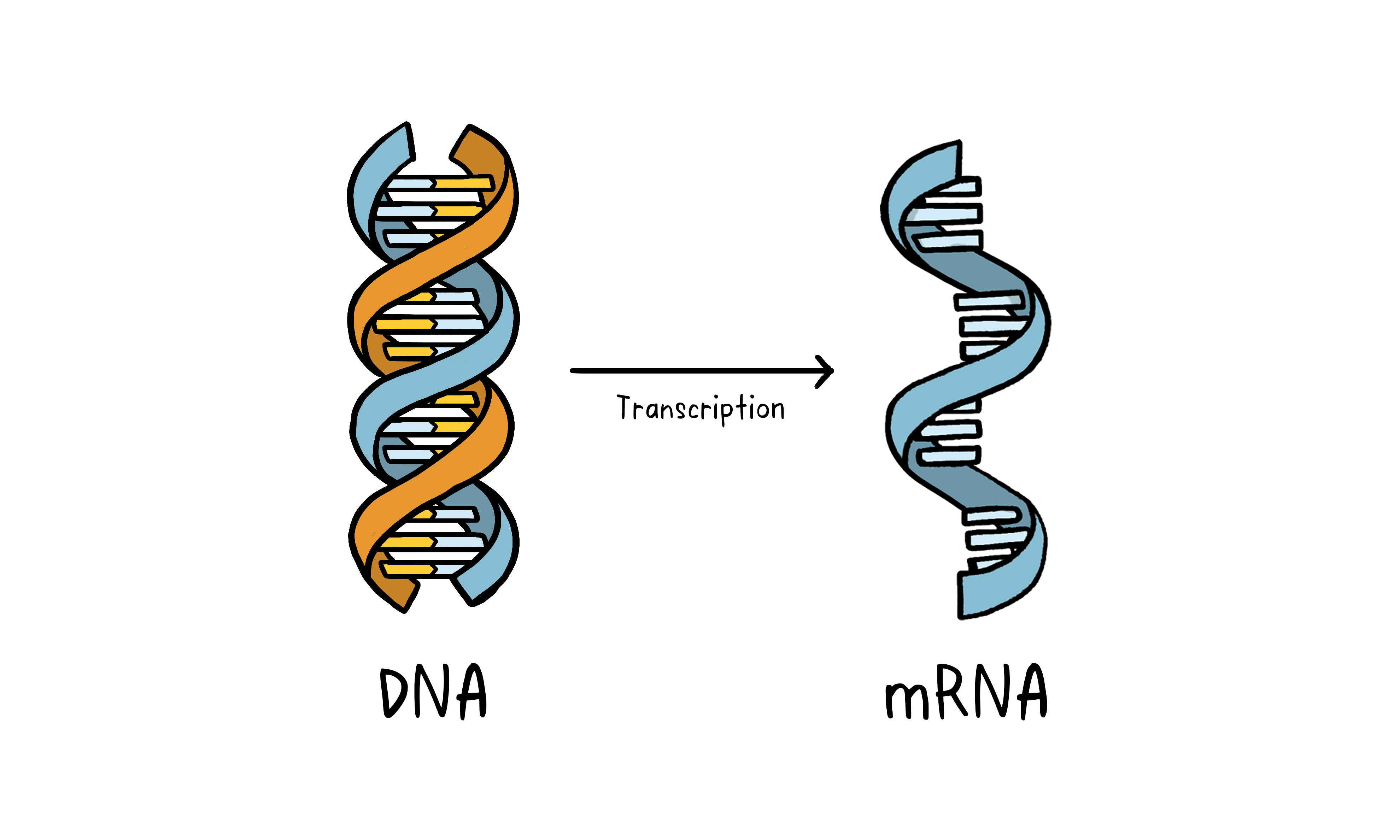 Vaccines Topics Four images working 05 DNA RNA v2